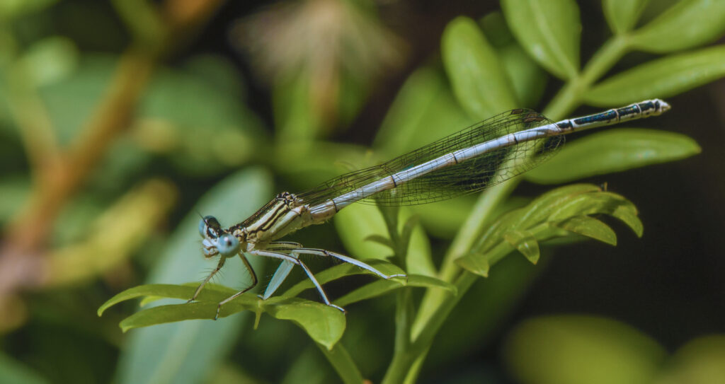 Par Christian Ferrer — Travail personnel, CC BY-SA 4.0, https://commons.wikimedia.org/w/index.php?curid=40822811
