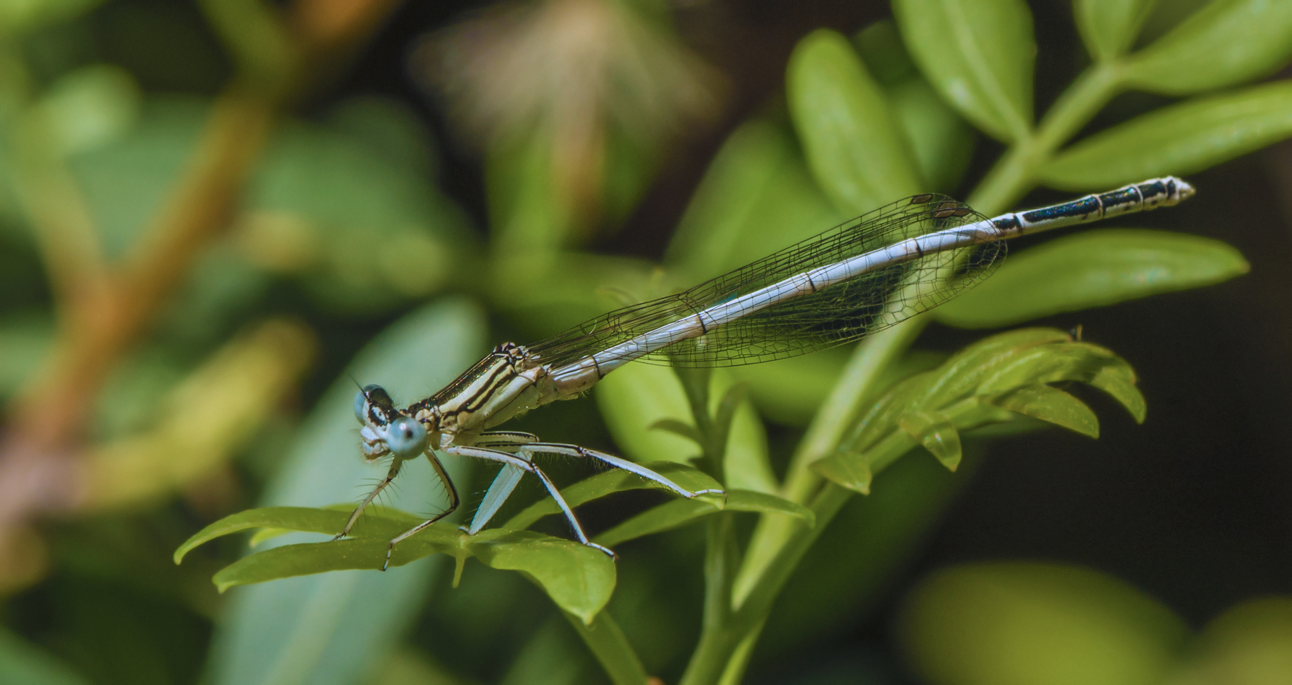 Balade nature du printemps