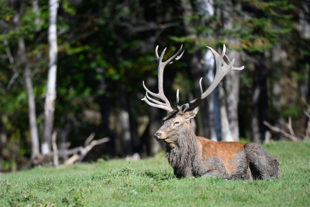 Un cerf allongé